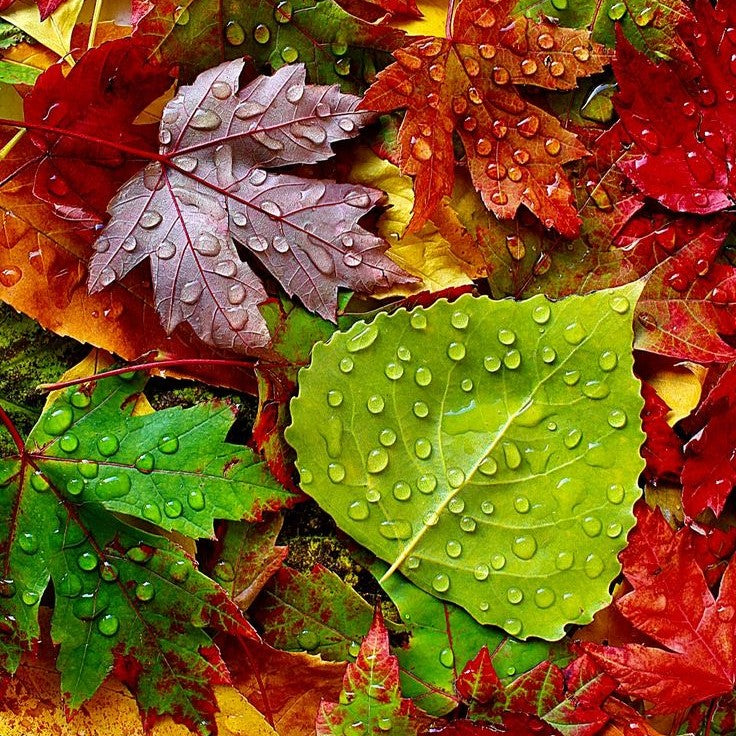 Autumn Colours